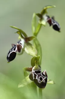 Images Dated 6th April 2009: The endemic Cyprus bee orchid (Ophrys kotschyi) in flower, Hisarky, Northern Cyprus