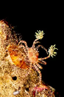 September 2021 Highlights Gallery: Endemic Hawaiian pom-pom crab / Boxer crab (Lybia edmondsoni) on reef