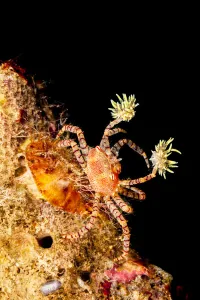 Endemic Hawaiian pom-pom crab / Boxer crab (Lybia edmondsoni) on reef Endemic Hawaiian pom-pom crab / Boxer crab (Lybia edmondsoni) on reef