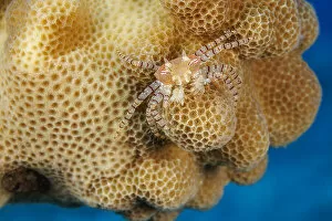 August 2022 Highlights Gallery: An endemic Hawaiian pom-pom crab / Boxer crab (Lybia edmondsoni)