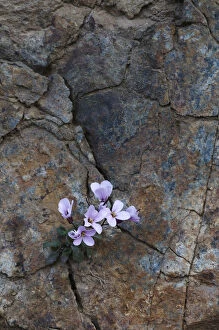 Endemic Rockcress (Arabis purpurea) flowers growing in rock crack, Paphos forest