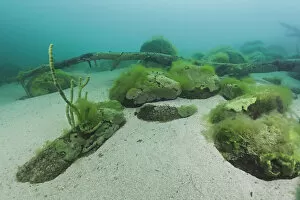 Demosponge Gallery: Endemic sponge (Lubomirskia baicalensis) encrusting rocks and branches on the lake floor
