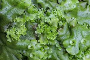 Endive Pellia liverwort (Pellia endiviifolia) in centre growing through Common Liverwort