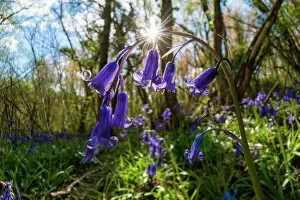 Plantae Collection: English bluebell (Hyacinthoides non-scripta) Lower Woods, Gloucestershire, England, UK