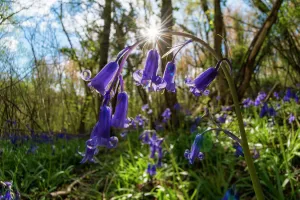 English bluebell (Hyacinthoides non-scripta) Lower Woods, Gloucestershire, England, UK