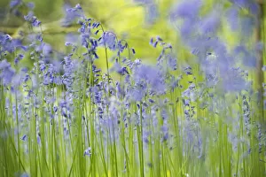 English bluebell (Hyacinthoides non-scripta) Lower Woods, Gloucestershire, England, UK