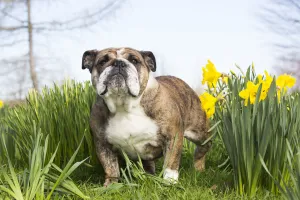 Daffodil Prints: English Bulldog in daffodils, Waterford, Connecticut, USA