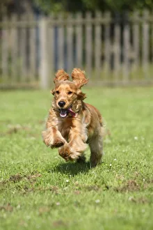 Images Dated 16th June 2008: English Cocker Spaniel, 6 month, running with ears flapping