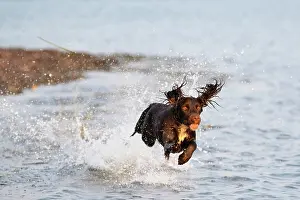 Eastern Usa Prints: English cocker spaniel, female field dog running through the sea along Rhode Island coast