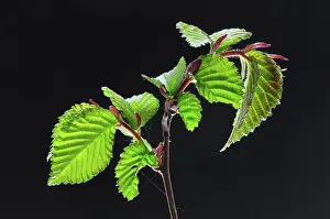 Indoors Prints: English elm (Ulmus procera) foliage on black background, studio shot, Dorset, UK. May