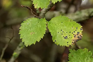 Herefordshire Prints: English elm (Ulmus procera) leaves with Elm tar spot (Dothidella ulmi)
