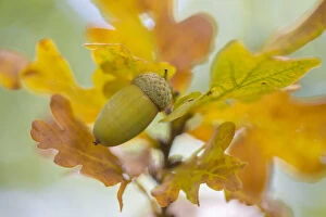 Images Dated 27th September 2015: English oak (Quercus robur) acorn. Cambridgeshire, UK. September