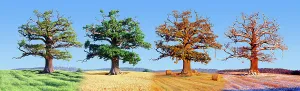 English Oak (Quercus robur) in arable field with wheat, composite image showing all four seasons English Oak (Quercus robur) in arable field with wheat, composite image showing all four seasons