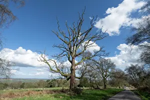 French Oak Prints: English oak (Quercus robur) infected with Sudden Oak death pathogen (Phytophthora ramorum)
