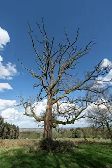 French Oak Prints: English oak (Quercus robur) infected with Sudden Oak death pathogen (Phytophthora ramorum)