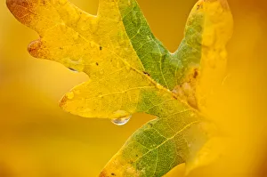 Images Dated 1st November 2010: English oak {Quercus robur} leaf in autumn, Donisthorpe, The National Forest, Leicestershire, UK
