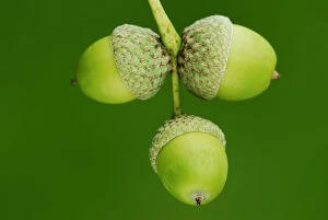 Seeds Gallery: English oak (Quercus robur) ripening acorns, Dorset, UK September