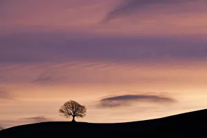 Skies Prints: English Oak (Quercus robur) silhouetted on horizon at sunrise. West Milton, Dorset