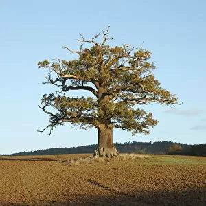 Images Dated 7th June 2011: English Oak (Quercus robur) standing solitary in a field. Surrey, UK, November. Year sequence