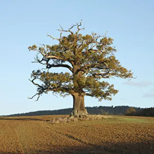 English Oak (Quercus robur) standing solitary in a field. Surrey, UK, November. Year sequence