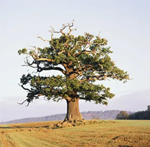 English Oak (Quercus robur) standing solitary in a field. Surrey, UK, October. Year sequence