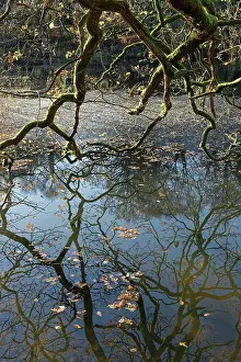 French Oak Prints: English oak (Quercus robur) tree shedding leaves onto partly frozen Cannop Ponds