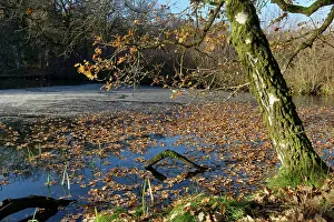 French Oak Prints: English oak (Quercus robur) tree shedding leaves onto partly frozen Cannop Ponds