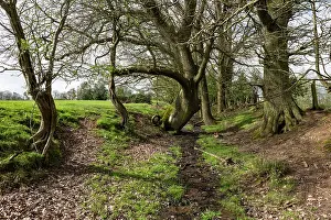 French Oak Prints: English oak (Quercus robur) trees lining an old sunken trackway