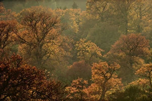 Seed Plant Gallery: English oak tree (Quercus robur) woodland in autumn colours, Kellerwald, Hesse, Germany, November