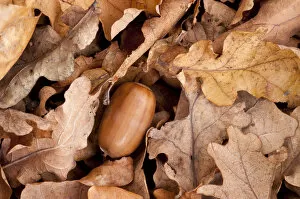 Acorns Gallery: English oak tree {Quercus robur} acorn and fallen leaves in autumn, Beacon Hill Country Park