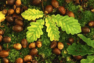 English oak tree (Quercus robur) fallen acorns and leaves on a bed of moss, Oxfordshire