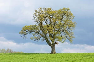 Spermatophytina Collection: English oak tree (Quercus robur) in field, with early spring growth, Gloucestershire