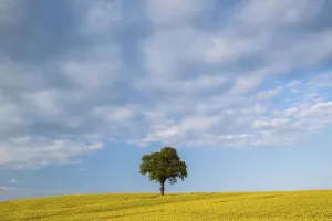 French Oak Prints: English oak tree (Quercus robur) in field of Oilseed rape / rapeseed (Brassica napus)