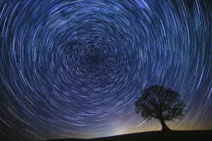 English oak tree (Quercus robur) at night with circle of star trails, Brecon Beacons Wales, UK