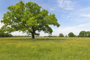 Ranunculaceae Prints: English oak tree (Quercus robur) standing in a formerly farmed meadow with many flowering