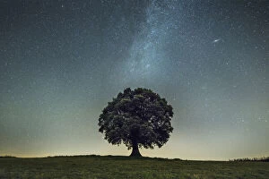 English oak tree (Quercus robur) under stars of the Milk Way