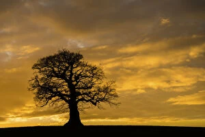 Spermatophytina Collection: English oak tree (Quercus robur) at sunset, Monmouthshire Wales UK, March