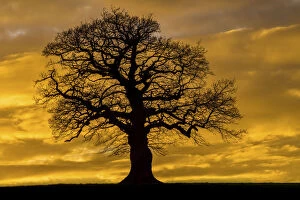 Images Dated 12th March 2017: English oak tree (Quercus robur) at sunset, Monmouthshire Wales UK, March