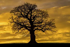 Images Dated 12th March 2017: English oak tree (Quercus robur) at sunset, Monmouthshire Wales UK, March