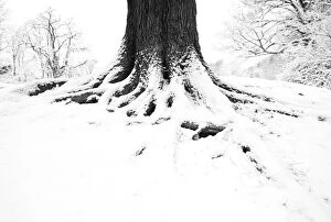 English oak tree (Quercus robur) trunk in winter, Hampstead Heath, London, February