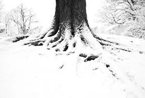 Images Dated 2012 February: 