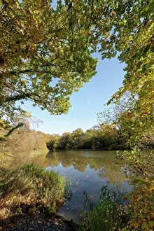 French Oak Prints: English oaks (Quercus robur) and reeds surrounding Cannop Ponds