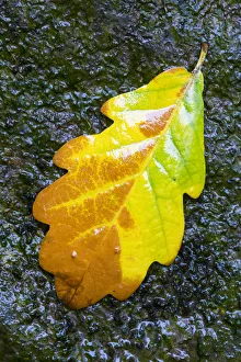 Leaves Prints: English / Pedunculate oak (Quercus robur) leaf on wet rocks, Aberfoyle, Stirlingshire
