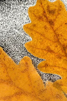 2009 Highlights Prints: English / Pedunculate oak (Quercus robur) leaves encased in ice (studio) Inversnaid