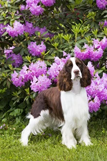 New England Gallery: English springer spaniel in Rhododendron. Haddam, Middlesex, Connecticut, USA
