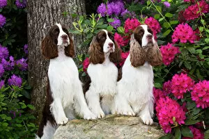 Angiosperm Gallery: English springer spaniel, three standing with front legs on rock, Rhododendron flowers