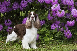 English springer spaniel standing in front of Rhododendron flowers. Haddam, Connecticut, USA