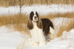 Gun Dog Prints: English springer spaniel standing in snow covered grassland, shore of Long Island Sound