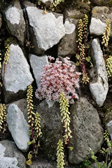 Saxifragales Prints: English stonecrop (Sedum anglicum) with Navelwort (Umbilicus rupestris) growing on old drystone wall