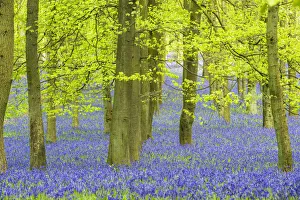 Asparagaceae Gallery: Englsih bluebell (Hyacinthoides non-scripta) Ashridge Wood, Berkshire, England, UK, April